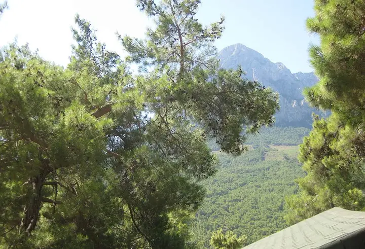 Çam dalları, arkada dağ zirvesi ve vadi