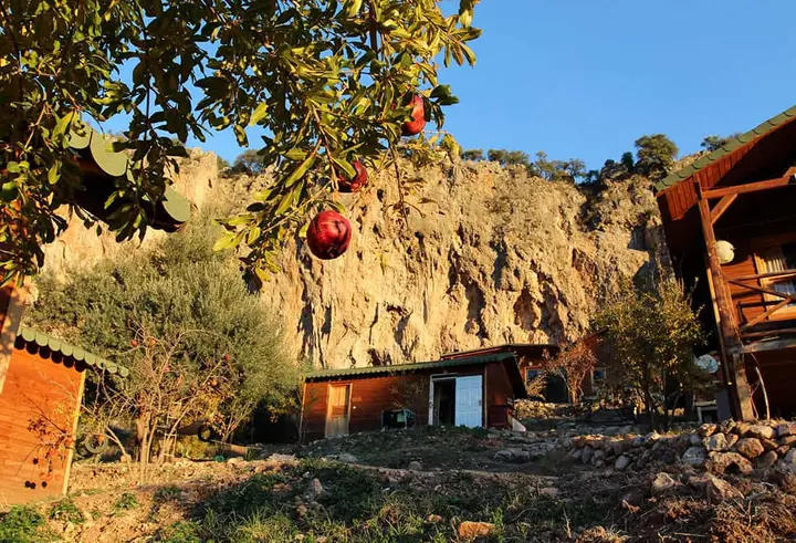 Tree with red fruit beside wooden bungalows and a rock face