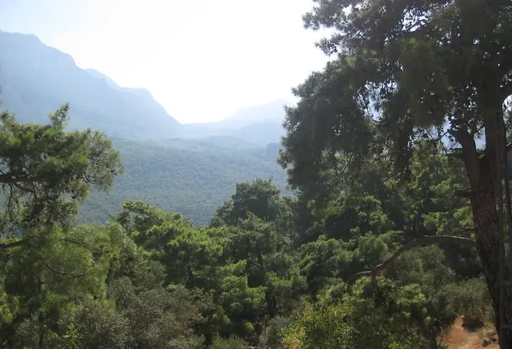 Kiefernwald und dunstige Berge, gesehen vom Bungalow Nar