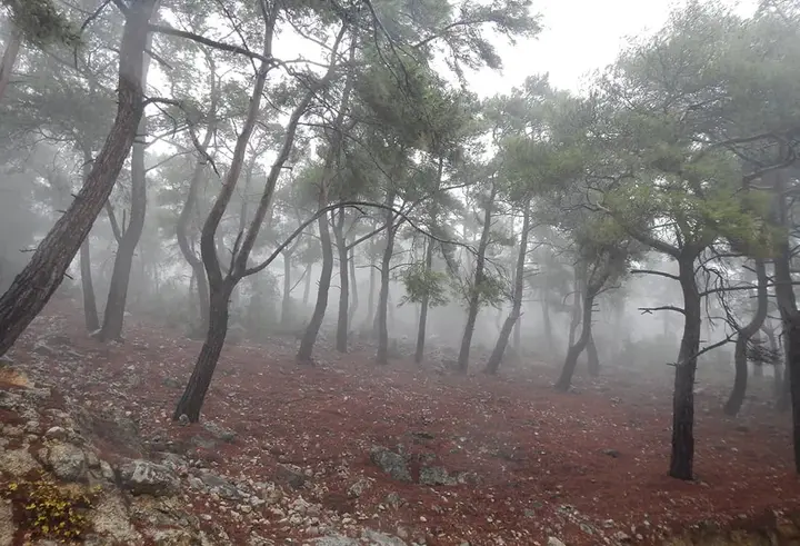 Pine forest in mist with a rocky, reddish forest floor