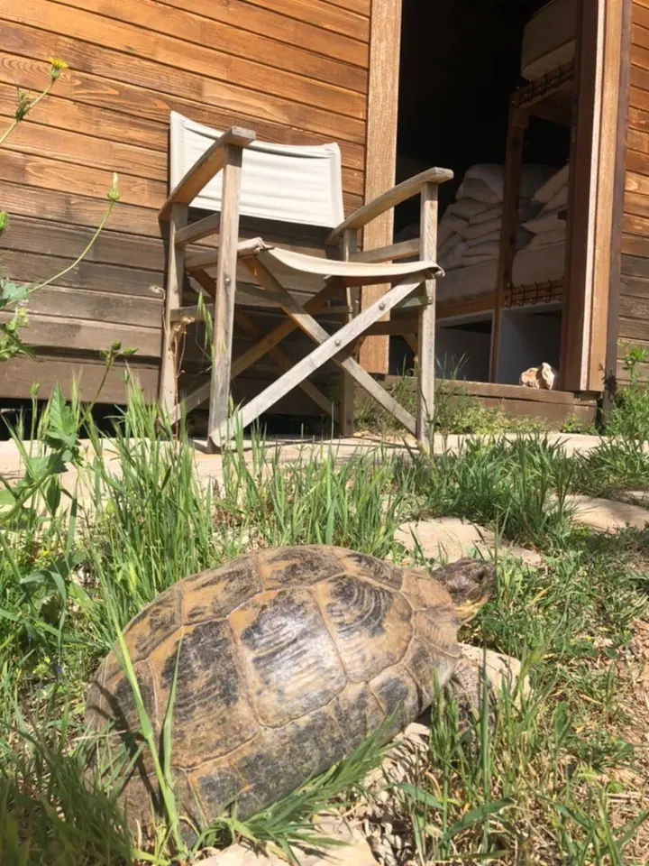 Tortoise in the grass in front of bungalow Erma with folding chair